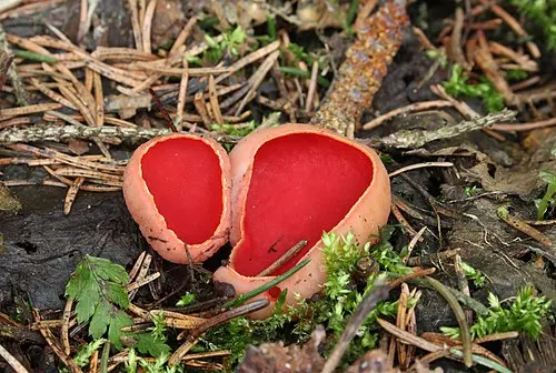 Another view of Scarlet Elfcup