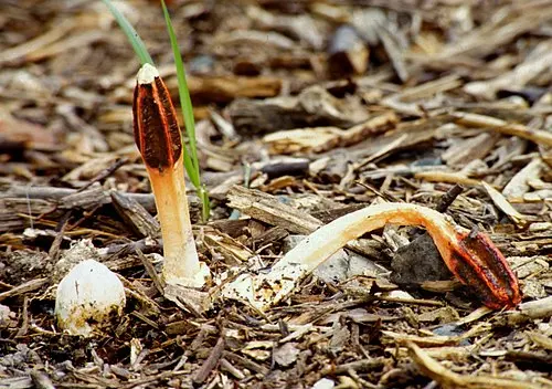 Lantern Stinkhorn