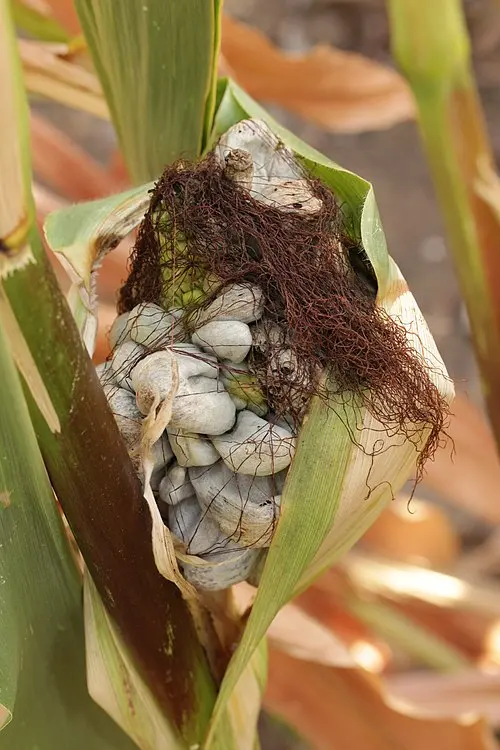 Corn Smut