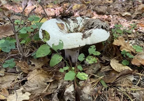 Another view of Fleecy Milkcap