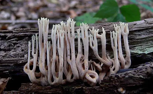 Another view of Upright Coral Fungus