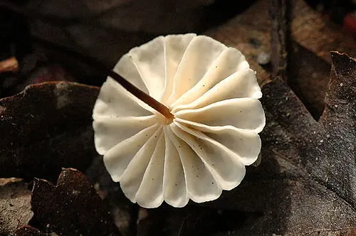 Another view of Collared Parachute