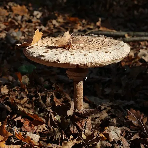 Parasol