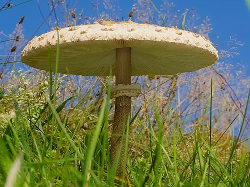 Another view of Parasol
