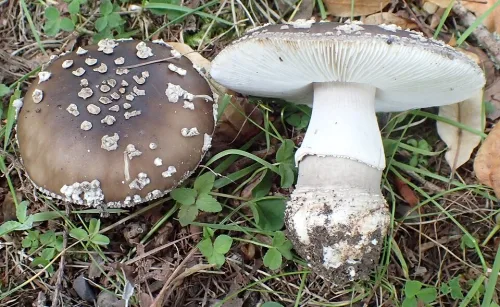 Grey Spotted Amanita