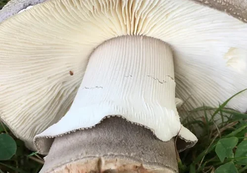 Another view of Grey Spotted Amanita
