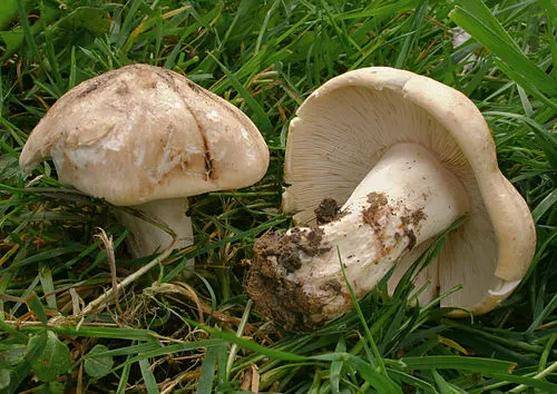St George's Mushroom