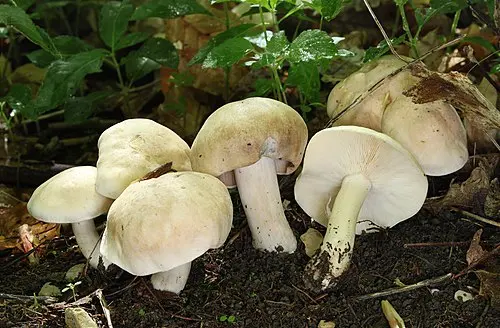 Another view of St George's Mushroom