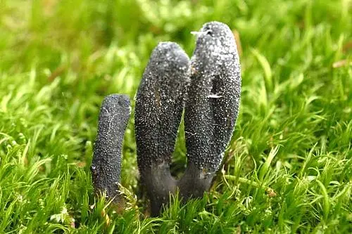 Dead Man's Fingers