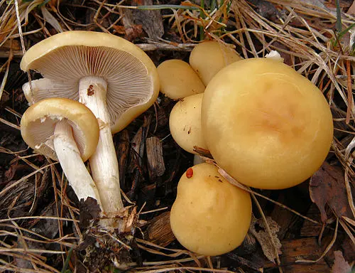 Spring Fieldcap