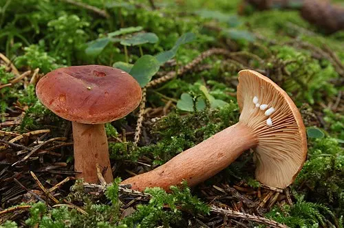 Orange Milkcap