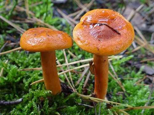Another view of Orange Milkcap