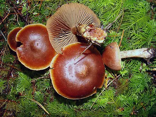 Brown Webcap