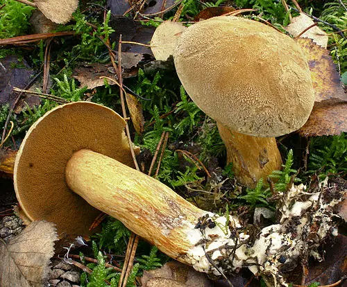 Velvet Bolete