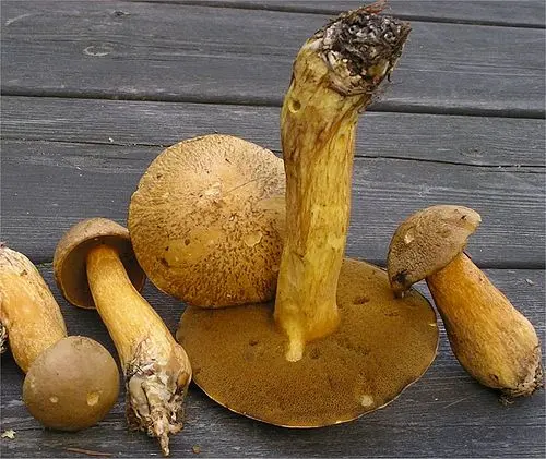 Another view of Velvet Bolete