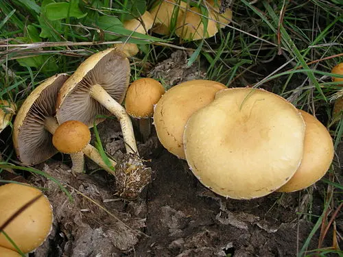 Common Fieldcap