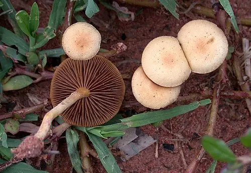Another view of Common Fieldcap