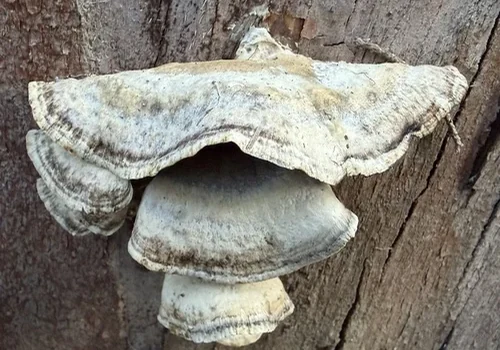Mossy Maze Polypore