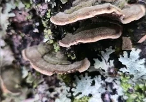 Another view of Mossy Maze Polypore