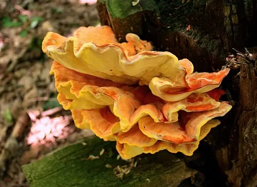 Another view of Chicken Of The Woods