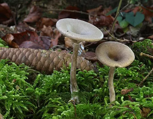 The Goblet