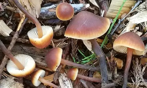 Cucumber Cap
