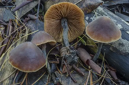 Another view of Cucumber Cap