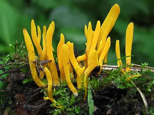 Yellow Club Fungus