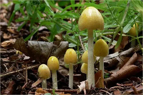 Yellow Fieldcap