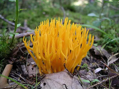 Yellow Staghorn