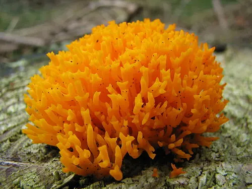 Another view of Yellow Staghorn