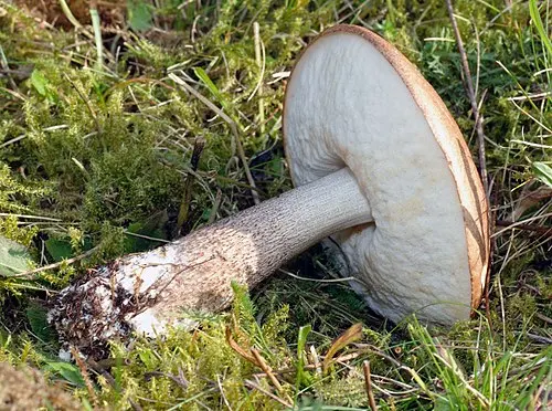 Another view of Brown Birch Bolete