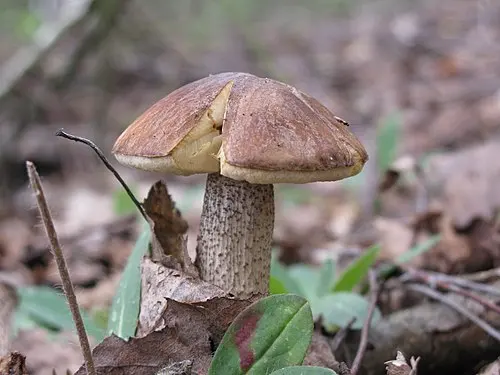 Another view of Brown Birch Bolete