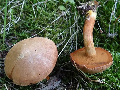 Another view of Peppery Bolete