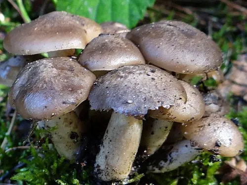 Another view of Clustered Domecap