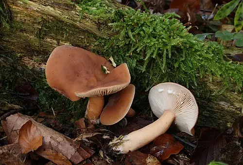 Mild Milkcap