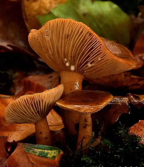 Another view of Mild Milkcap