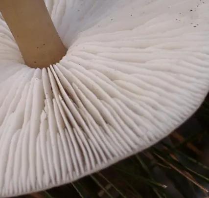 Another view of Buttery Collybia