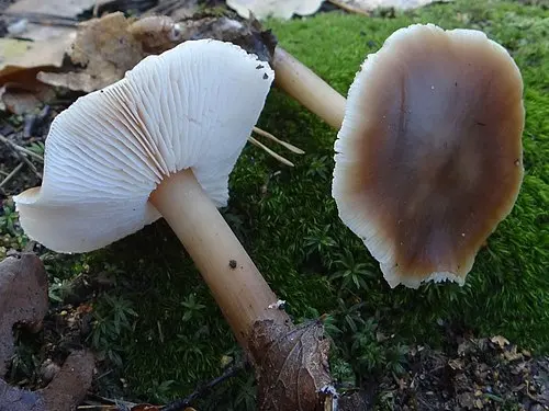 Another view of Buttery Collybia