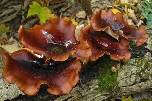 Bay Polypore