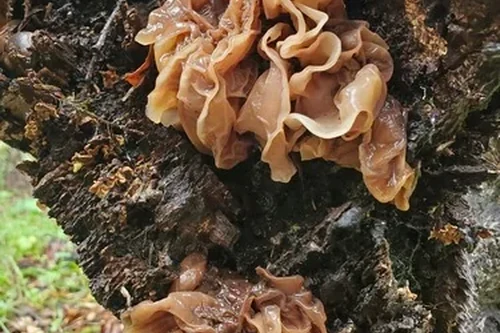 Leafy Brain