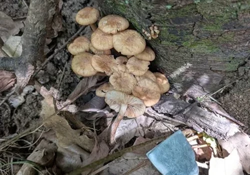 Ringless Honey Fungus