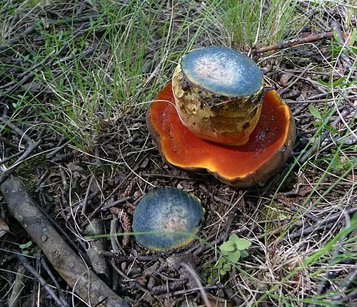 Scarletina Bolete