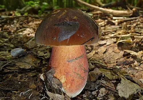 Another view of Scarletina Bolete